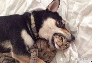 韩国哈士奇爆料事件视频,哈士奇爆料视频引发网友热议，真相究竟如何？  第1张